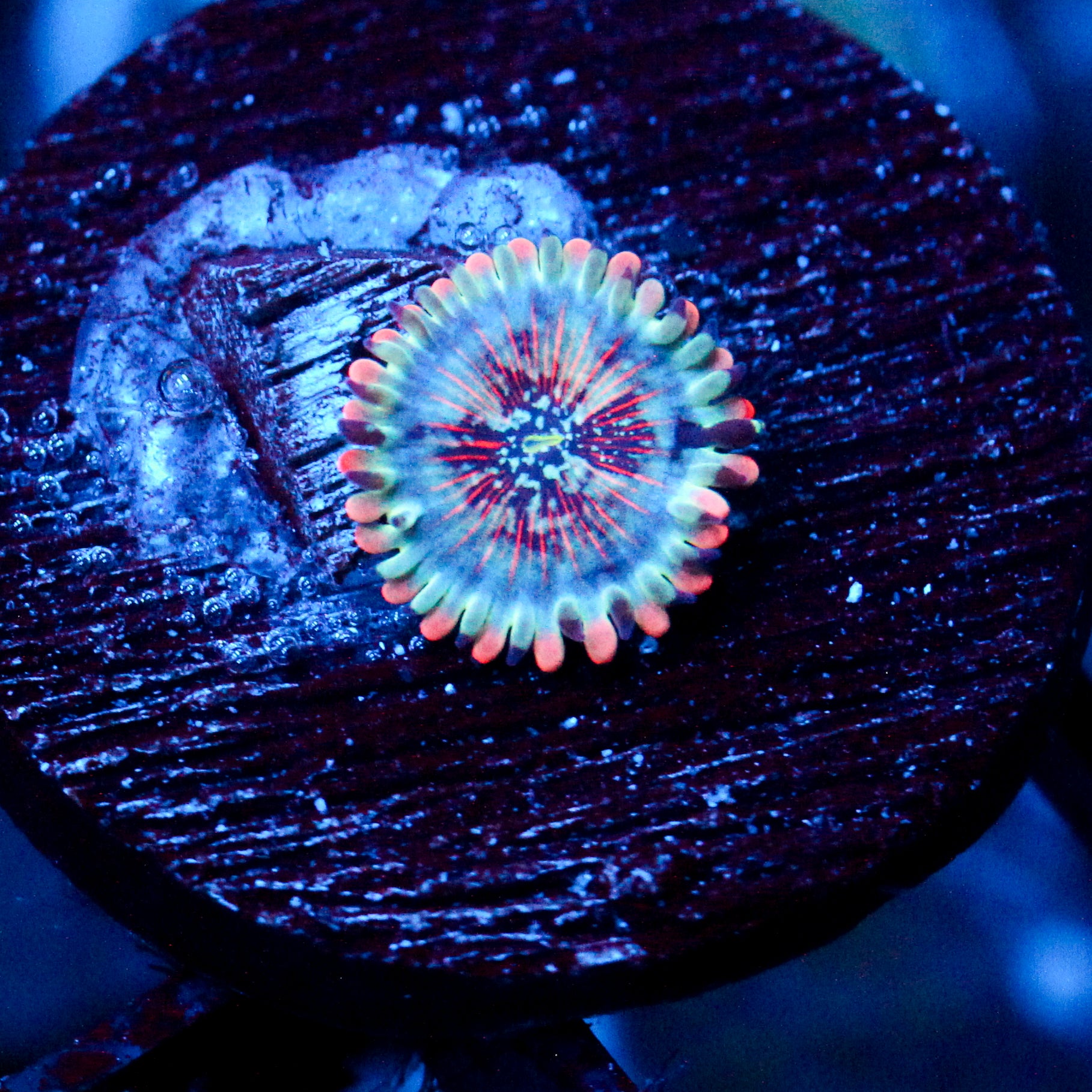 JC White Zombie Zoanthid