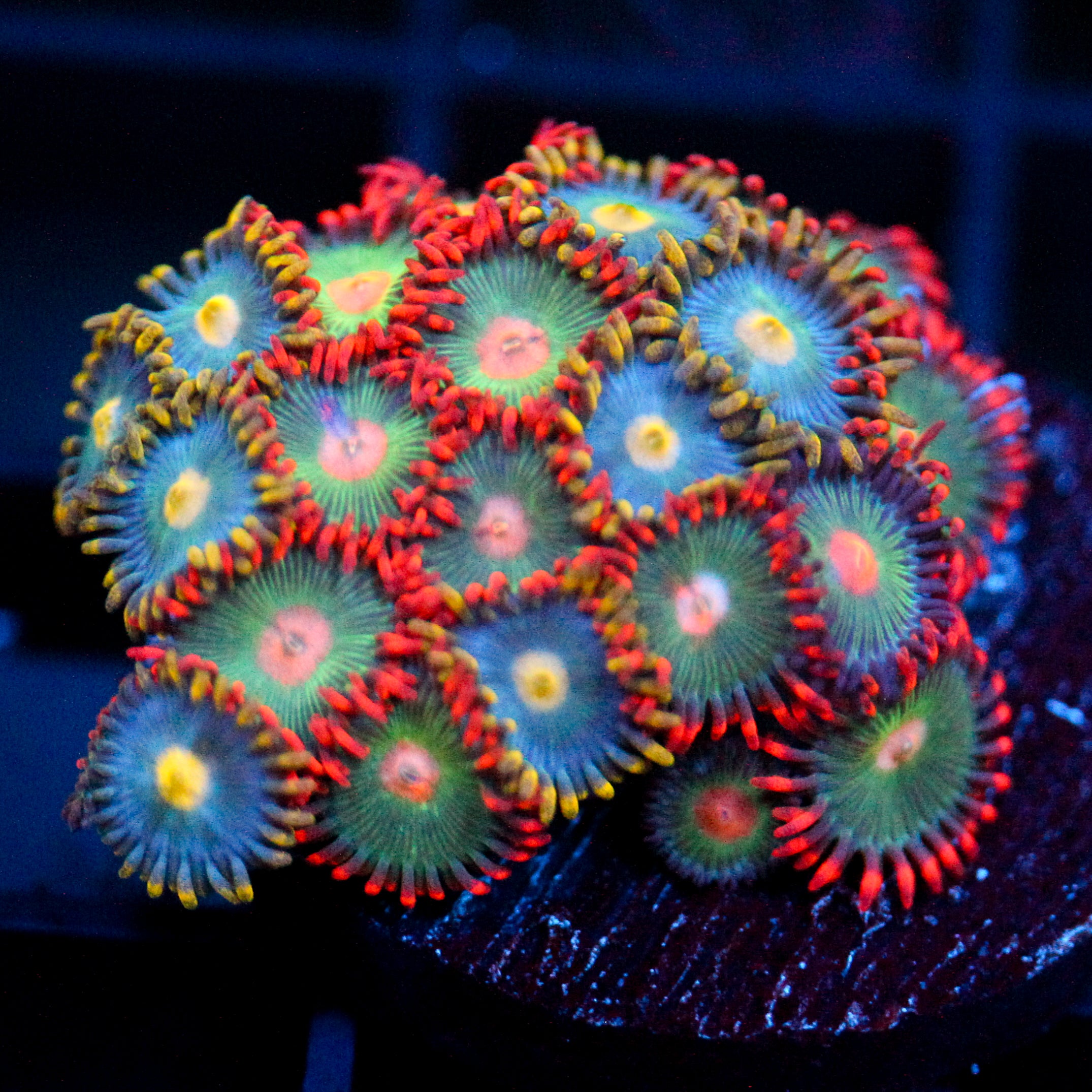 JC Gatorade Zoanthids Mix