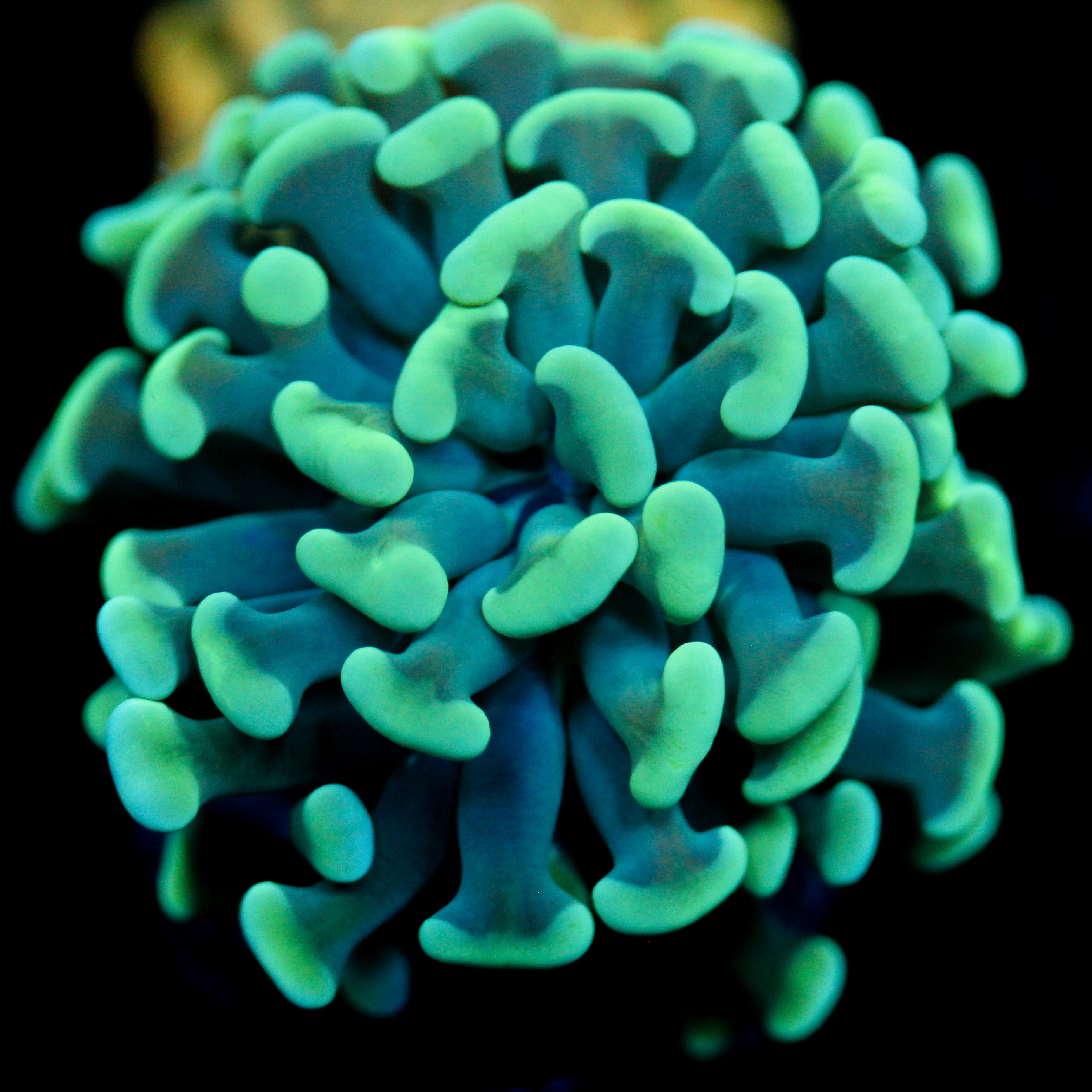 JC Blue Bouquet (last one)