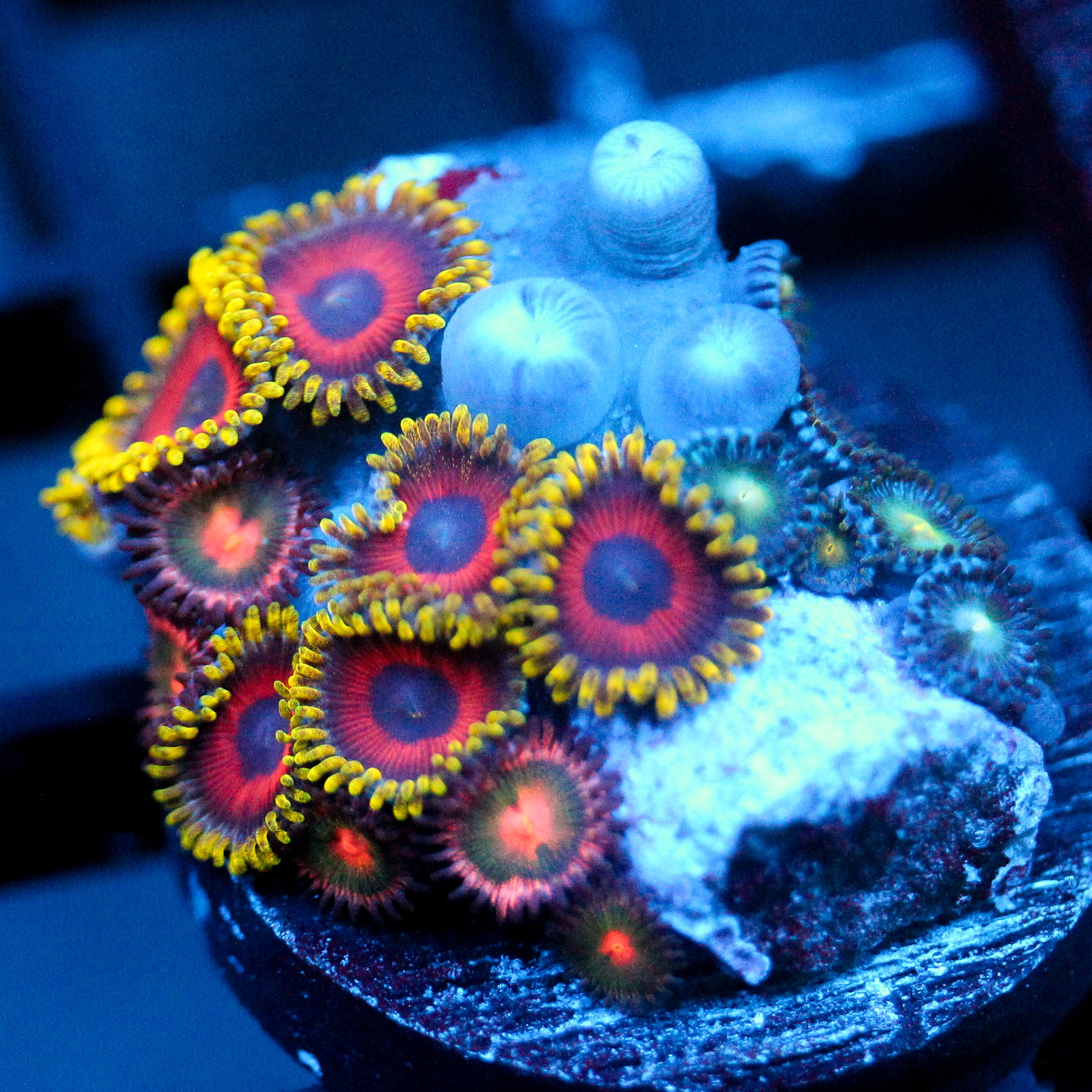 JC Empire Zoanthid