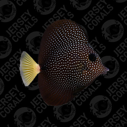 Baby Gem Tang 1.5"