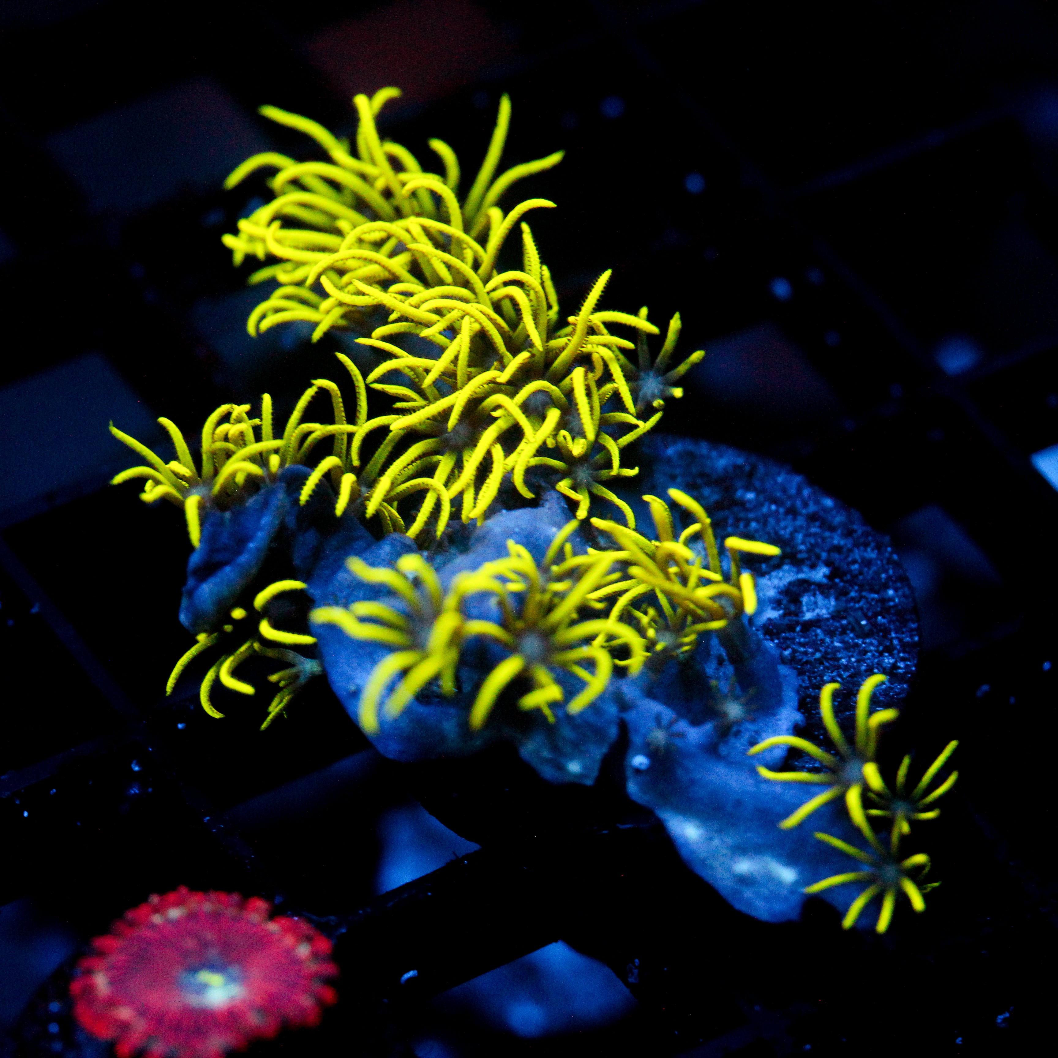 JC Lime Wire GSP