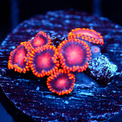 JC Bam Bam Zoanthid