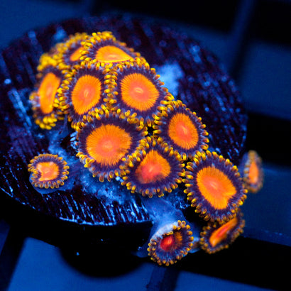 TSA Florida Orange Zoanthid