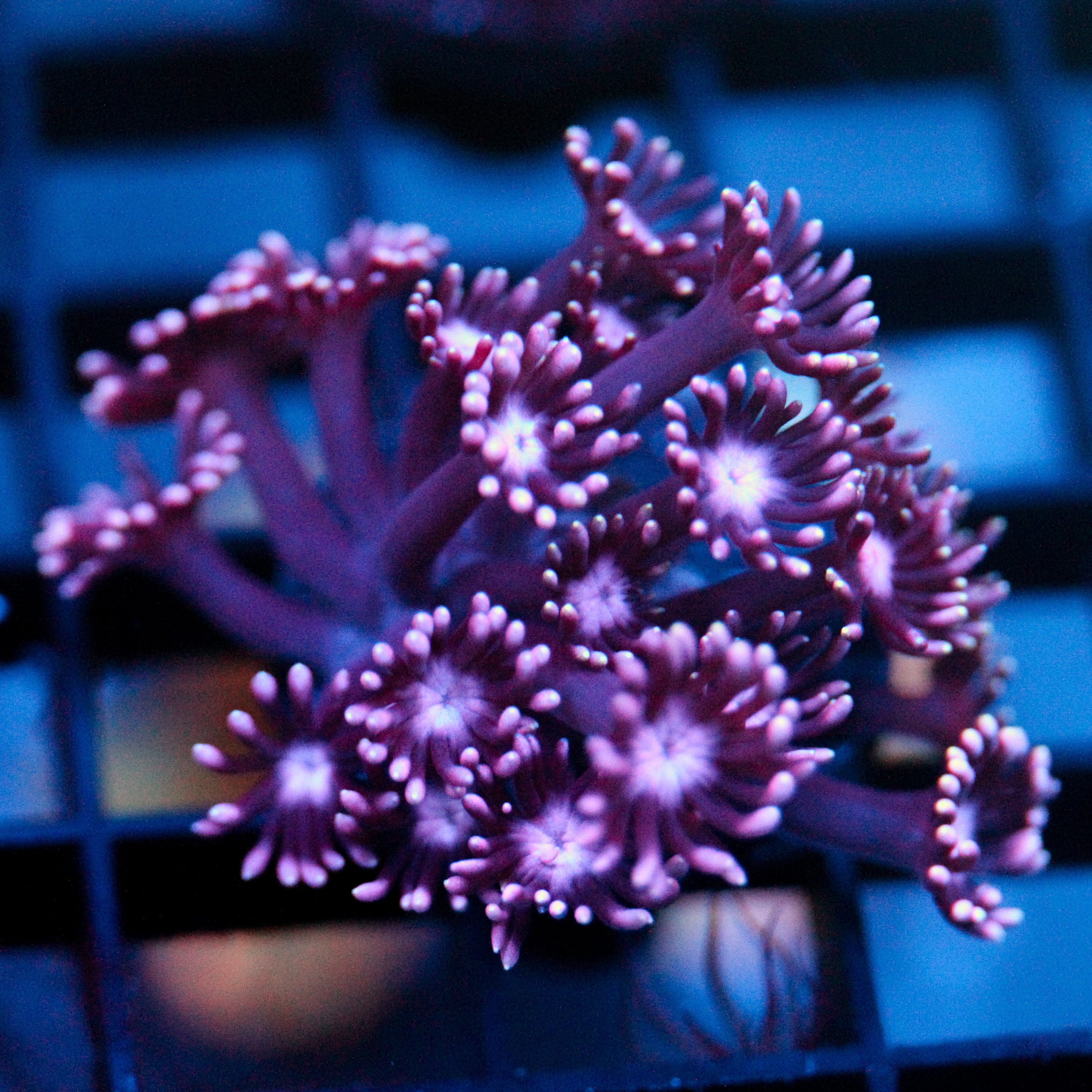 JC Purple Demon Goni