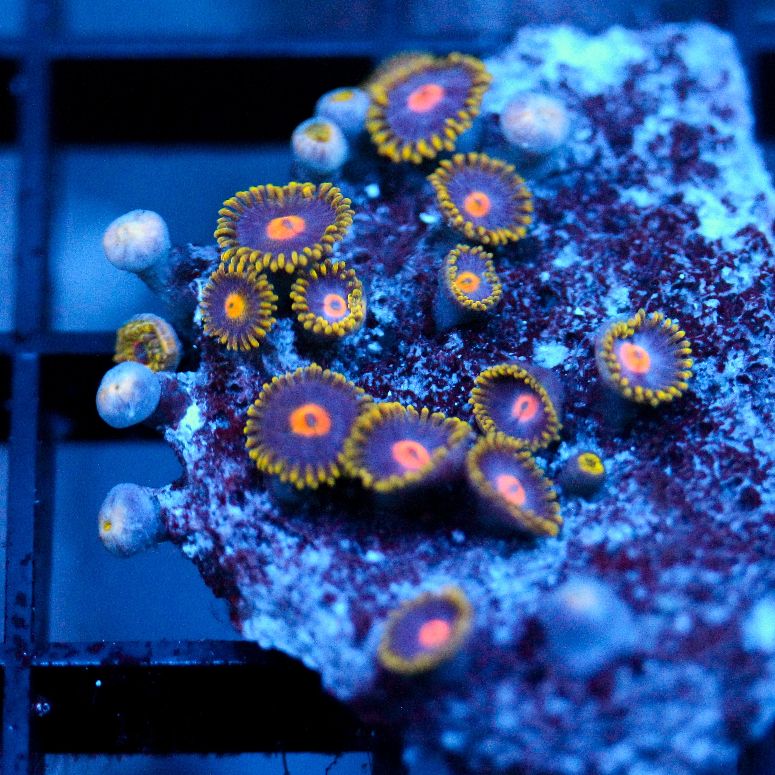 JC Gold Burn Zoanthid