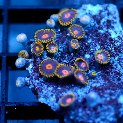 JC Gold Burn Zoanthid
