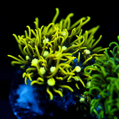 shopify auction
