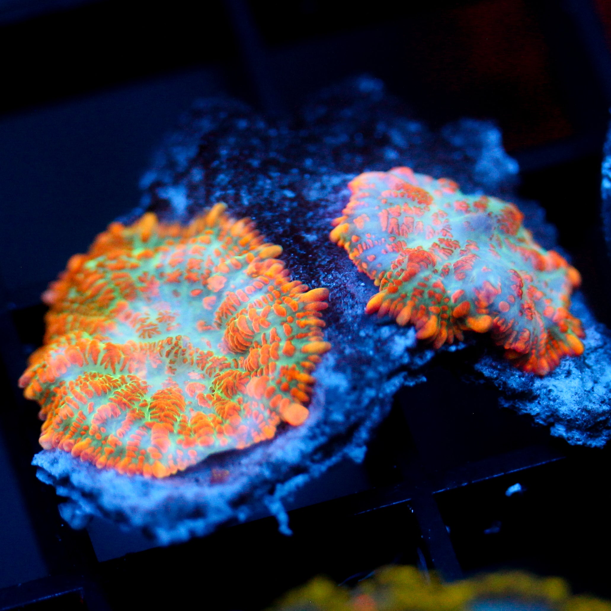 JC Orange Splash Rhodactis