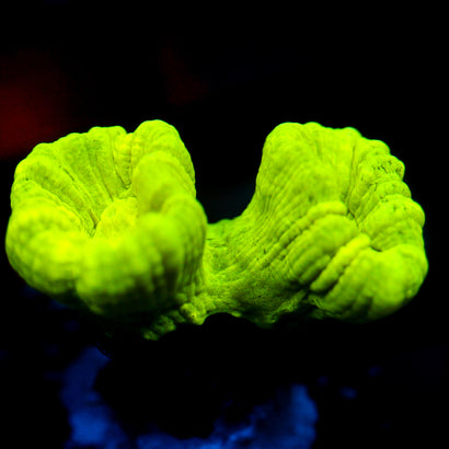 JC Neon Candy Cane Coral