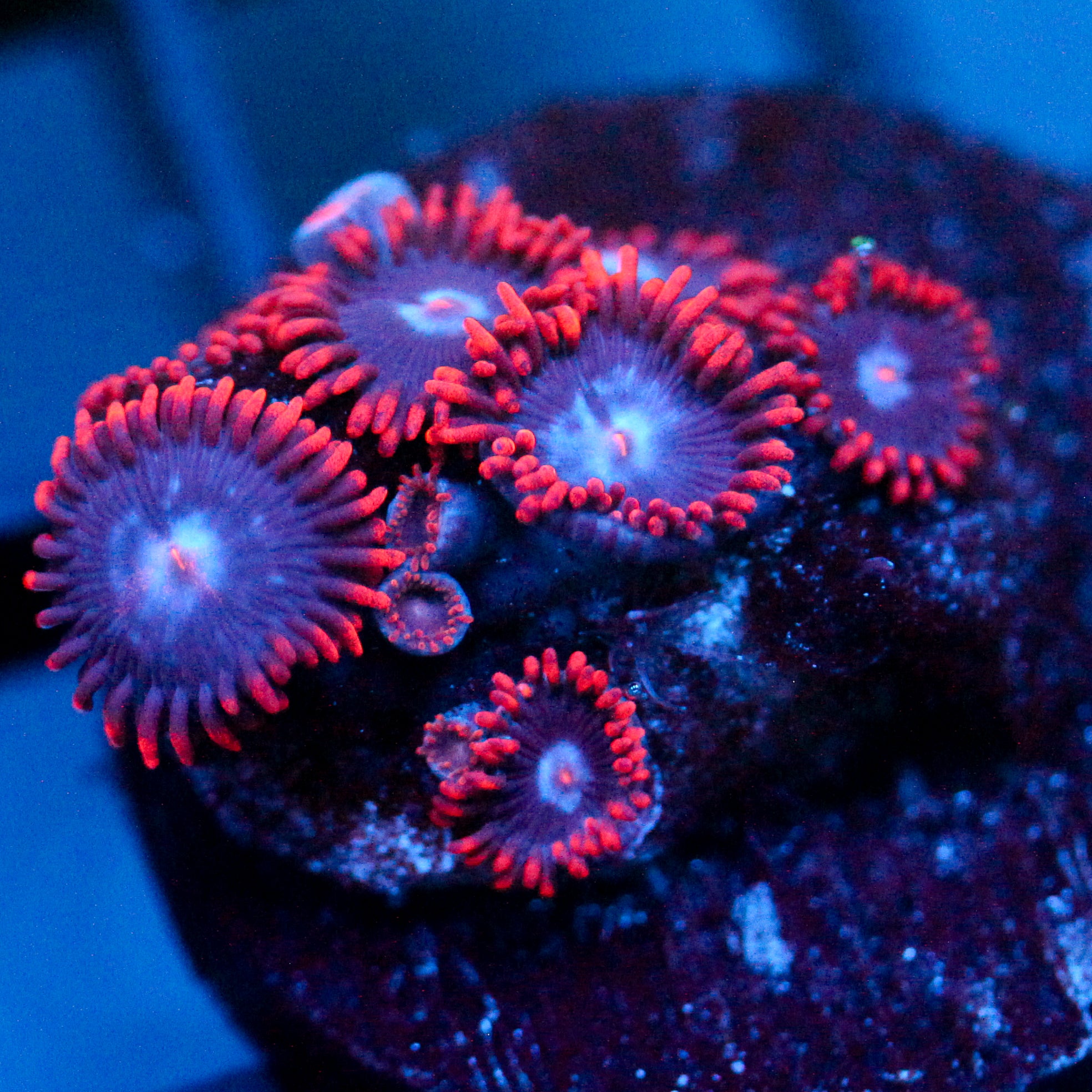 JC Edge of Reality Zoanthid