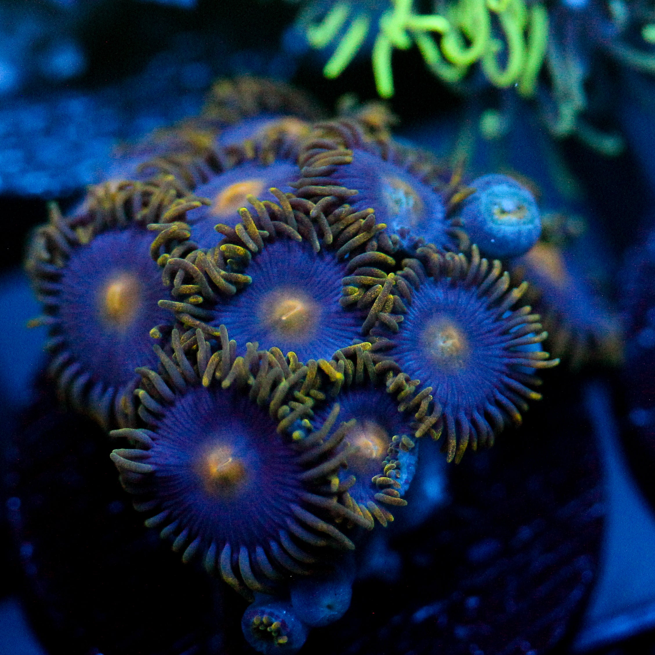 JC Gold Burst Zoanthid