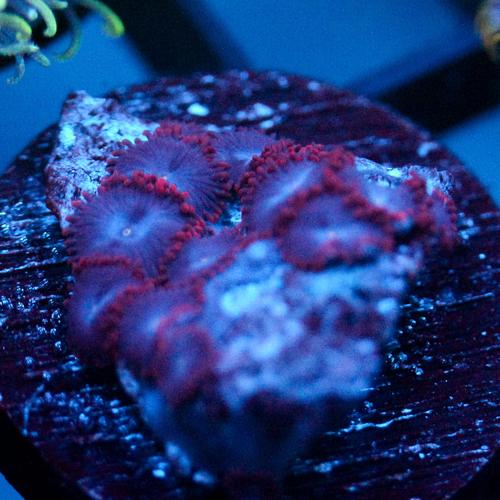 JC Nova Zoanthid