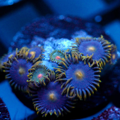 JC Gold Burst Zoanthid