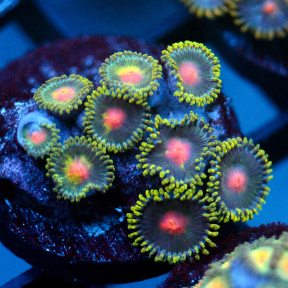 JC Green Crawler Zoanthid