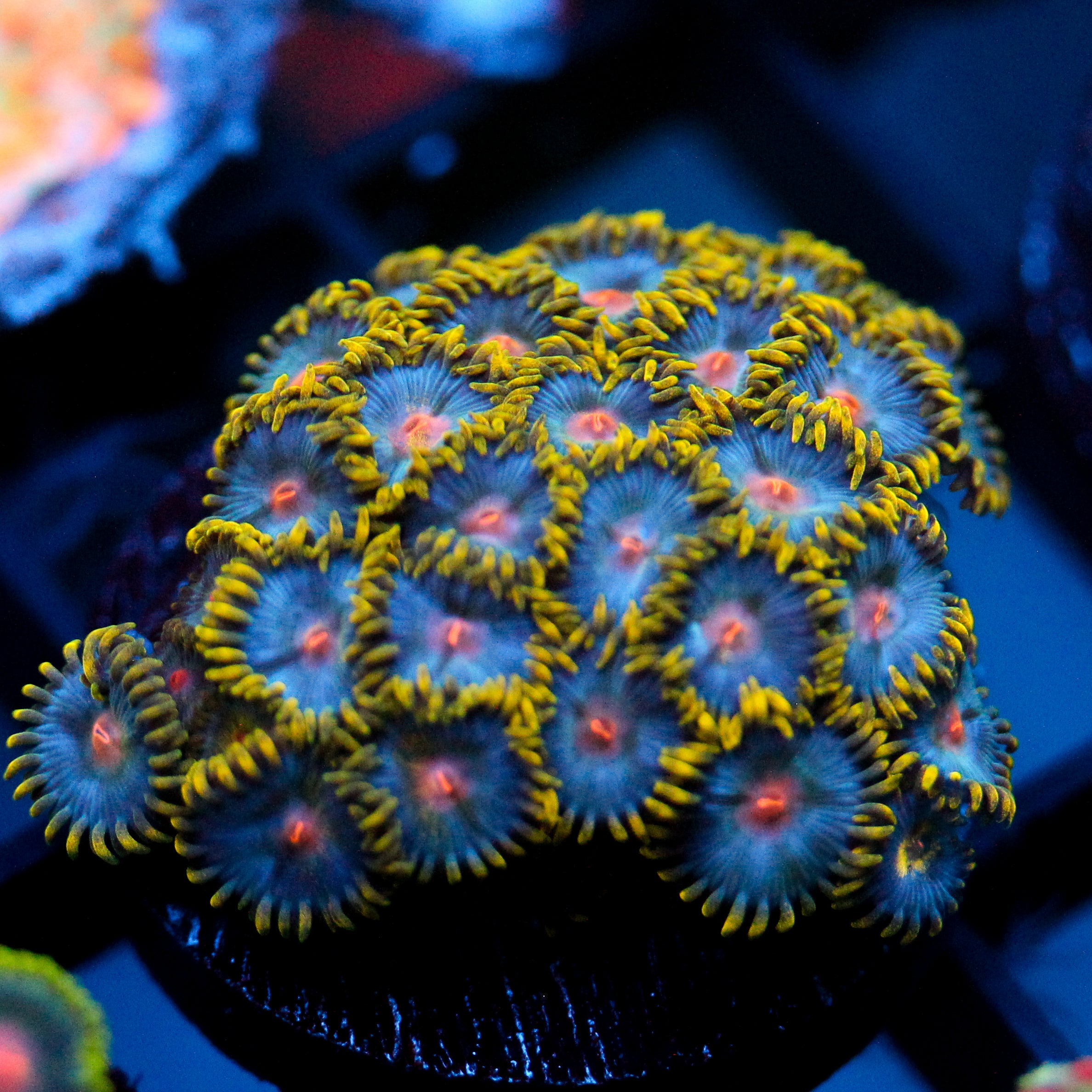 JC Saturn Zoanthid