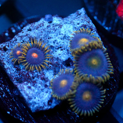 JC Gold Gobbler Zoanthid