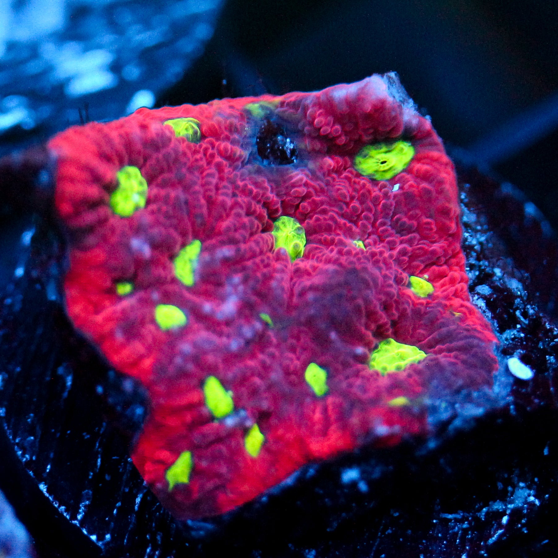 JC Red Crush Favia
