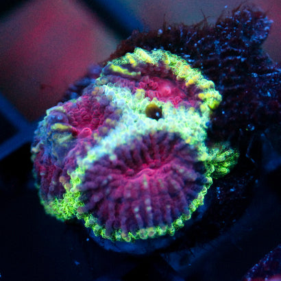 JC Demon Core Favia