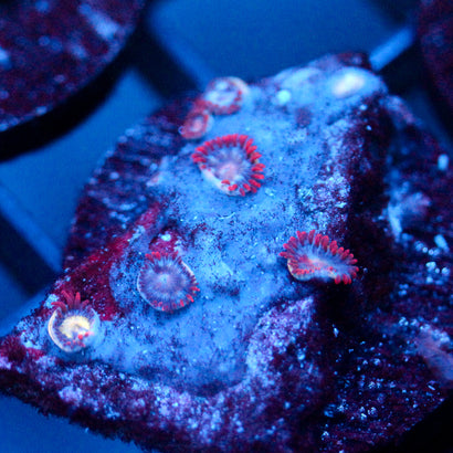 JC Crimson Greed Zoanthid