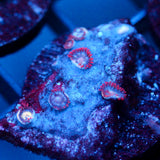 JC Crimson Greed Zoanthid