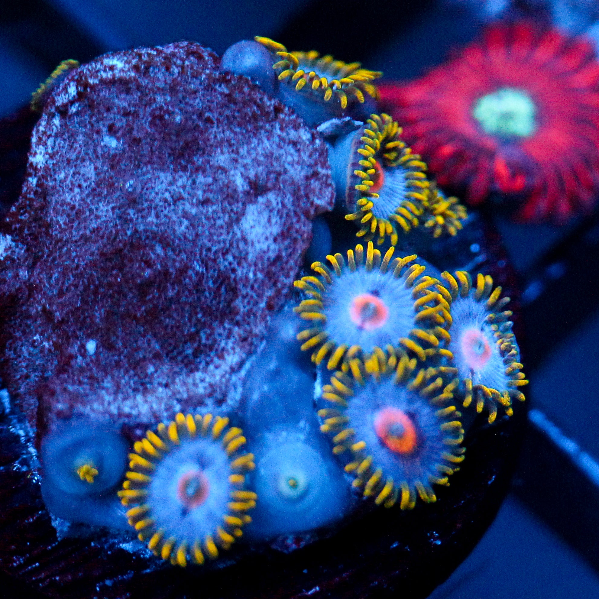 JC Saturn Zoanthid