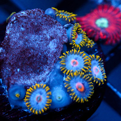 JC Saturn Zoanthid