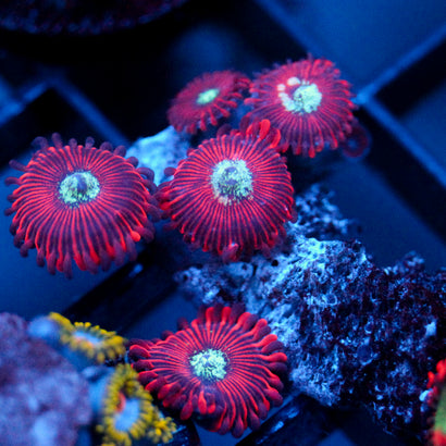 JC Magician's Zoanthid