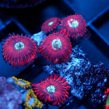 JC Magician's Zoanthid