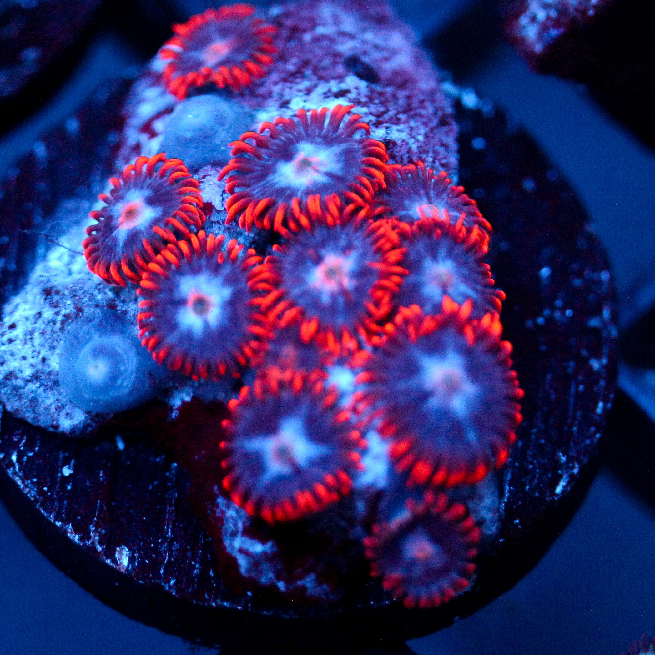 JC Edge of Reality Zoanthid
