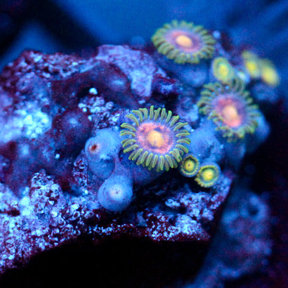 JC Garden of Eden Zoanthid