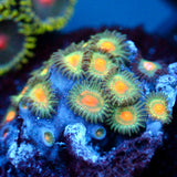 JC Irish Splash Zoanthid