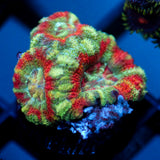 JC Mint Tiger Acan