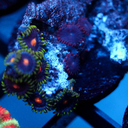 JC Green Crawler Zoanthid