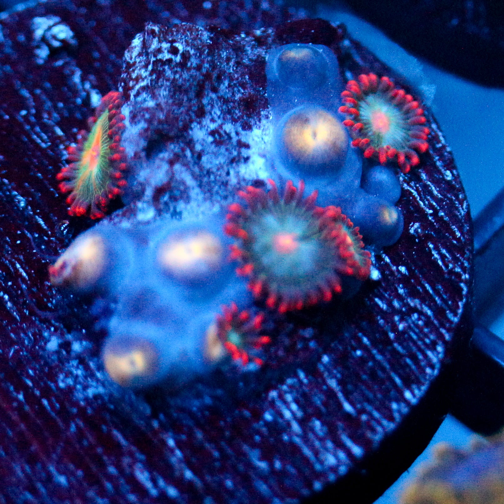 JC Peach Nova Zoanthid
