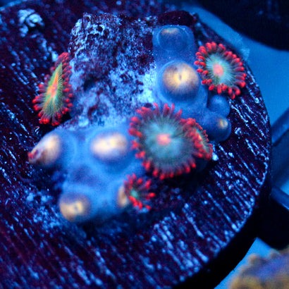 JC Peach Nova Zoanthid