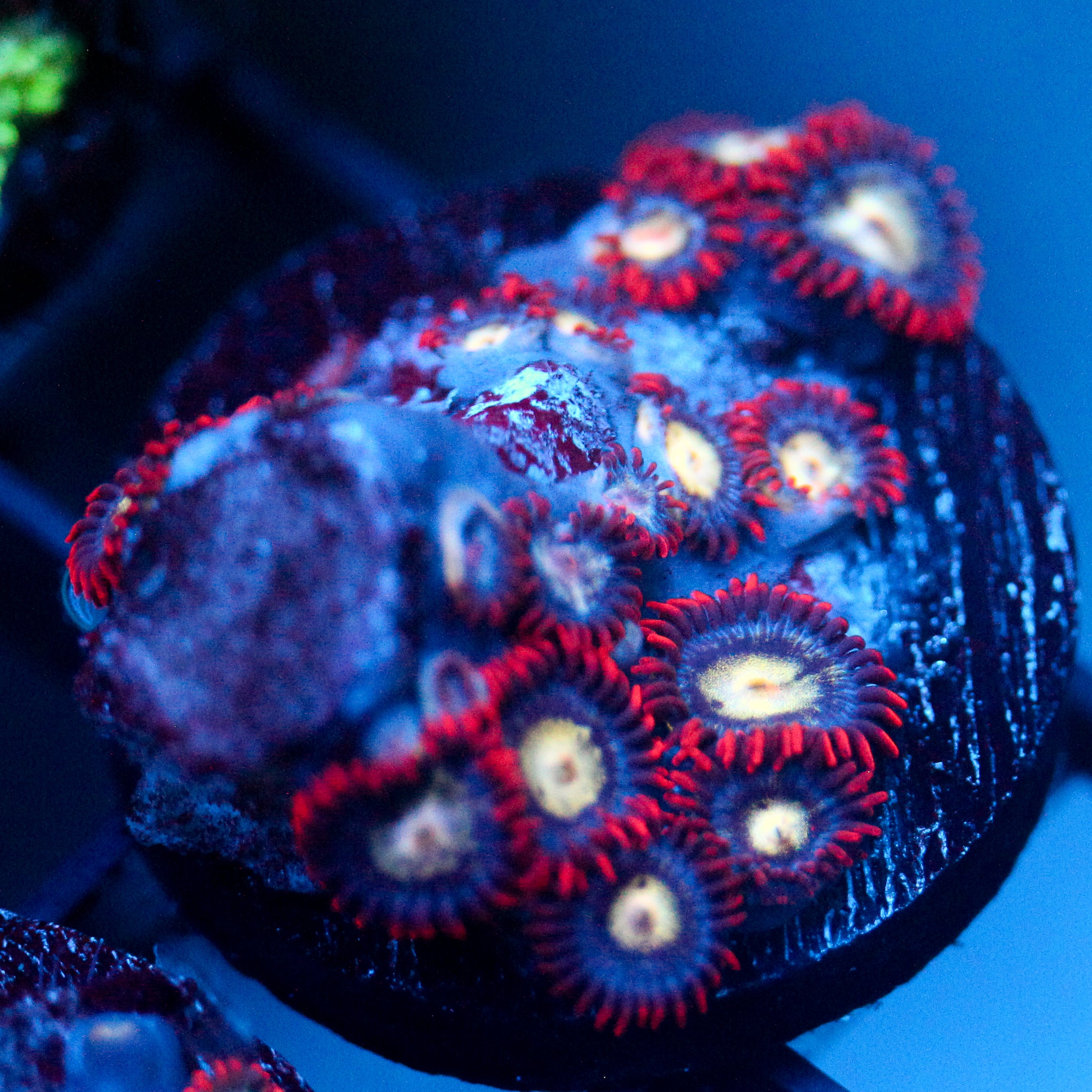 JC Crimson Greed Zoanthid