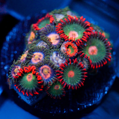 JC Gatorade Zoanthids Mix
