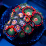 JC Gatorade Zoanthids Mix