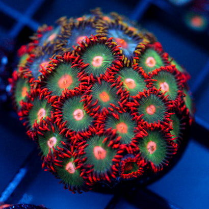 JC Gatorade Zoanthids