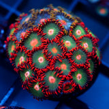 JC Gatorade Zoanthids