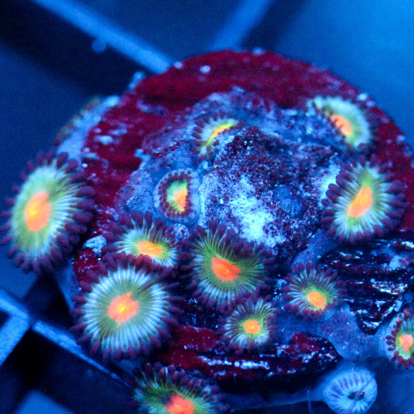 JC Alien Blood Zoanthid