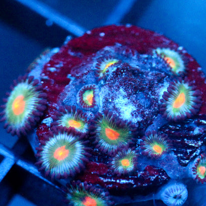 JC Alien Blood Zoanthid