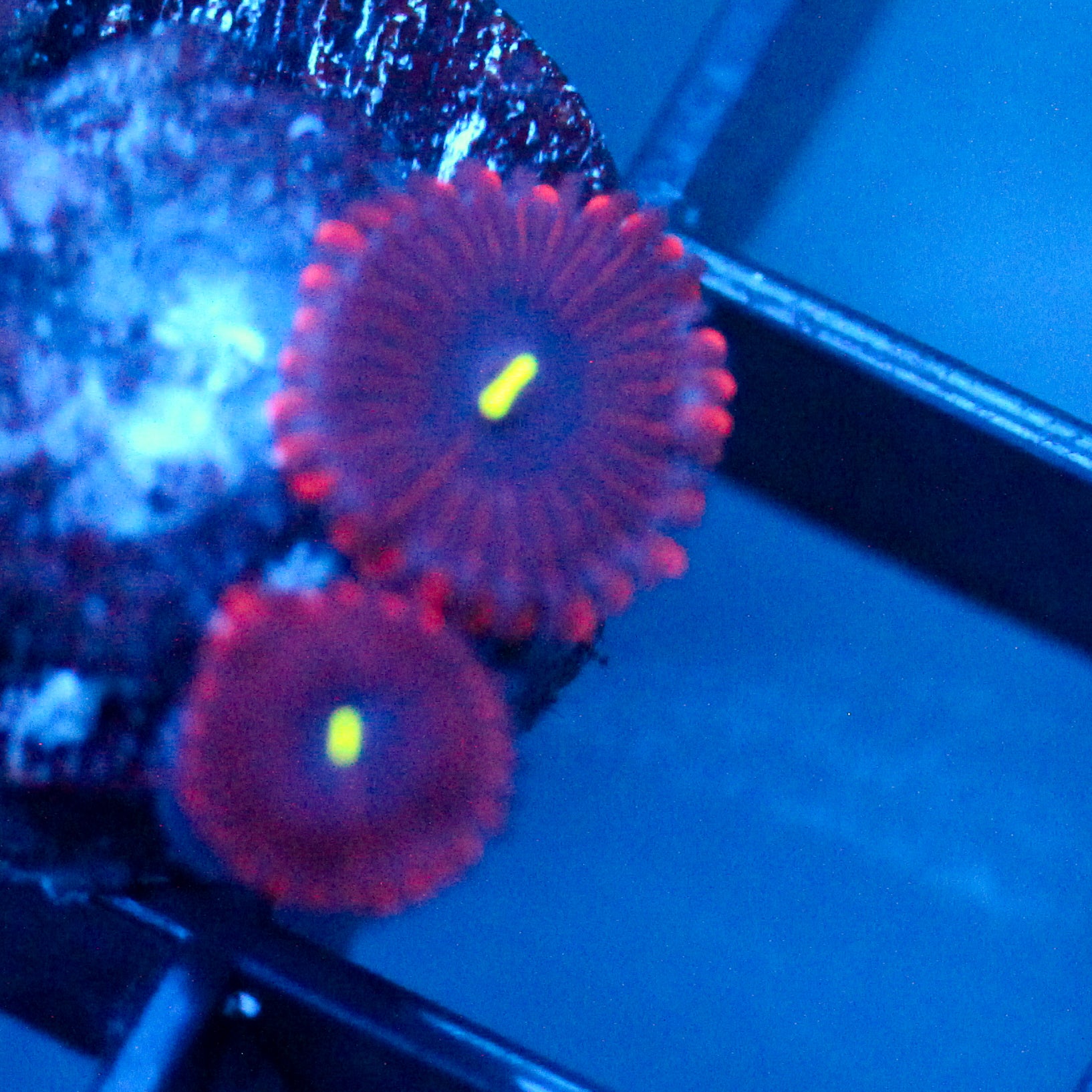 JC Purple People Eater Zoanthid