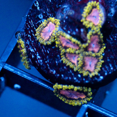 JC Purple Monster Zoanthid