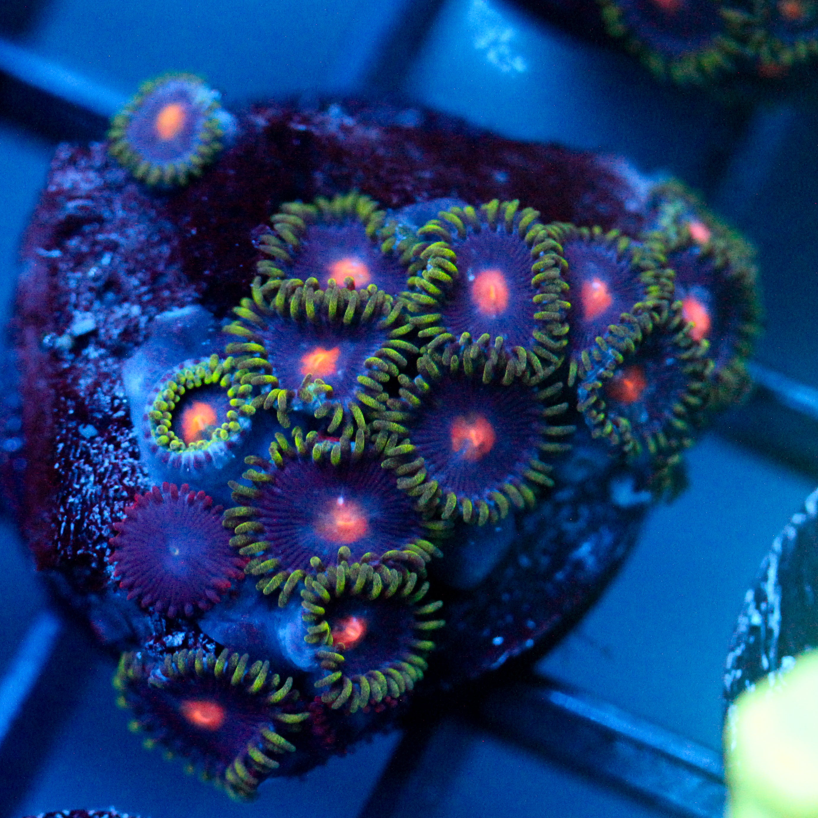 JC Zoanthid Mix
