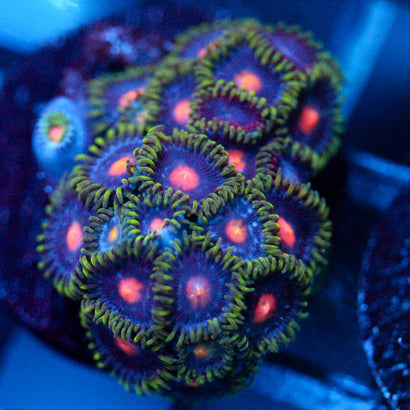 JC Zoanthid Mix
