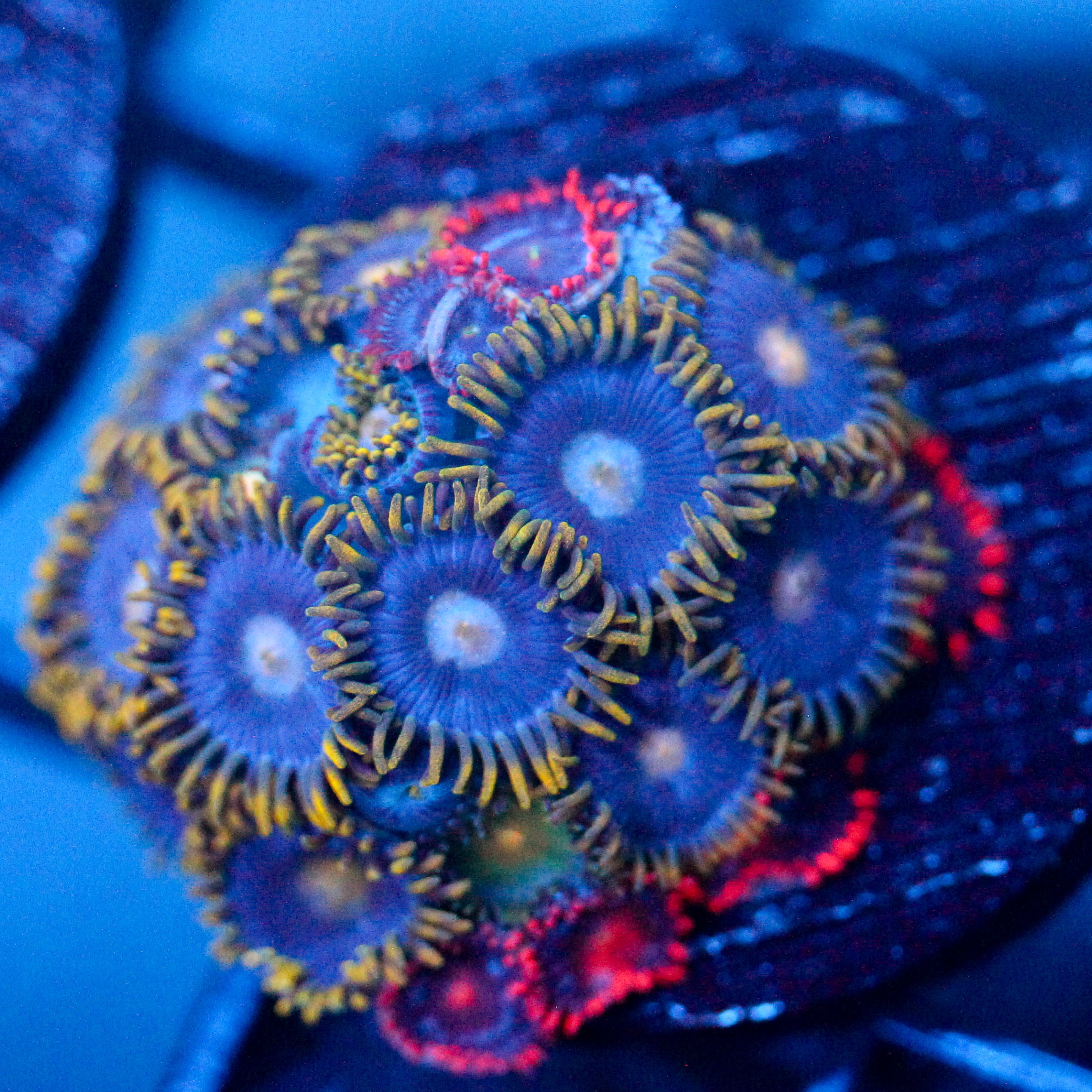 JC Zoa Garden Seed