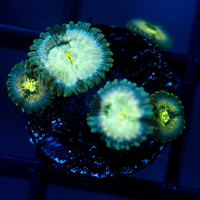 JC Hawaiian Ding Dang Zoanthid