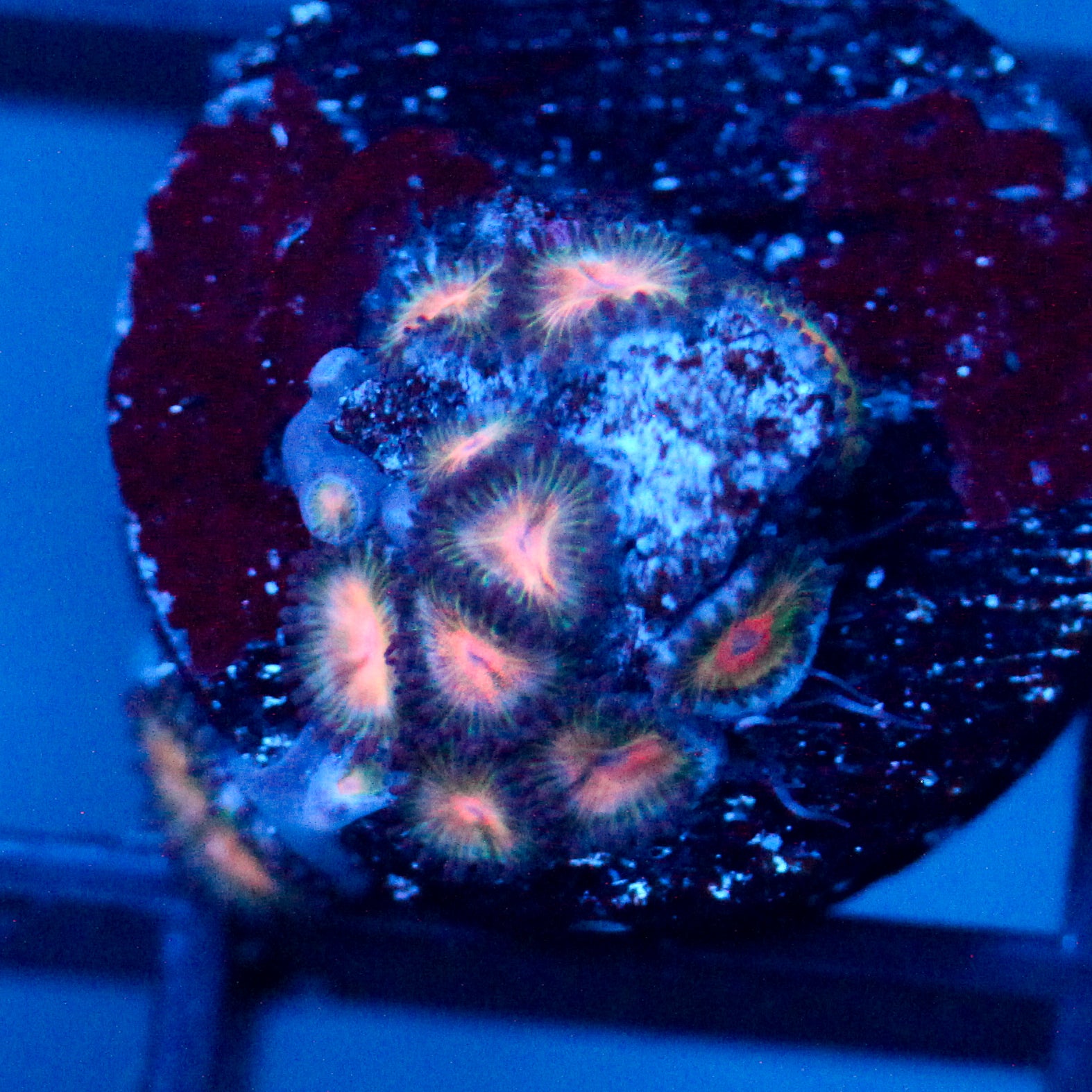 JC Peach Bellini Zoanthid